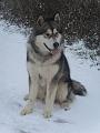 Scout 12-2010